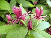 Calycanthus floridus '' 